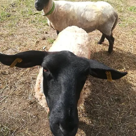 Klopoty * Ricky (Pardubice)